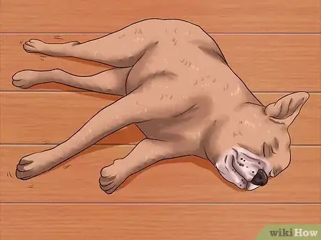 Image titled Make a Dog Stop Biting Step 17