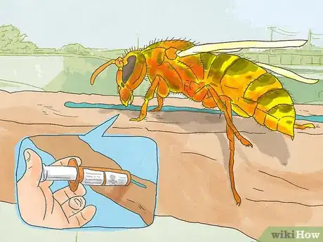 Image titled Get Rid of a European Hornet Step 1