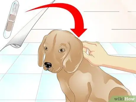 Image titled Tell if a Dog Is Microchipped Step 2