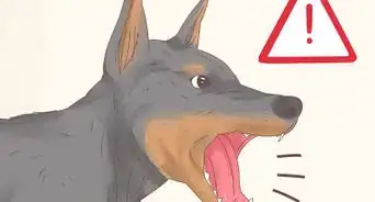 Understand Your Dog's Body Language