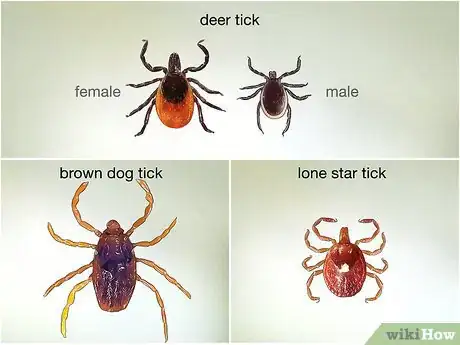 Image titled Identify a Deer Tick Step 4