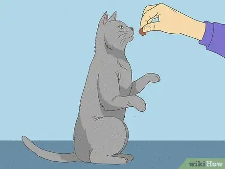 Image titled Teach Your Cat to Do Tricks Step 13