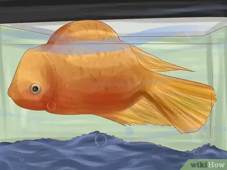 Image titled Keep Your Fish from Dying Step 10