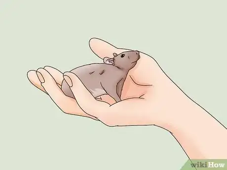 Image titled Bond With Your Pet Rat Step 11