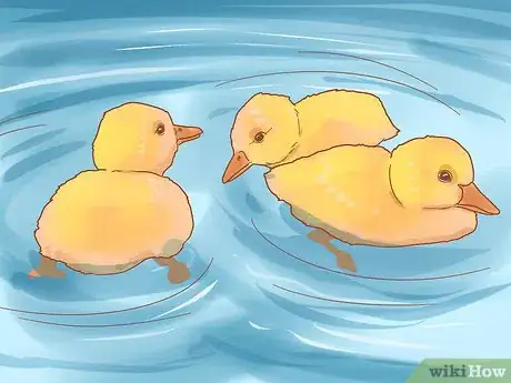 Image titled Take Care of Ducklings Step 11