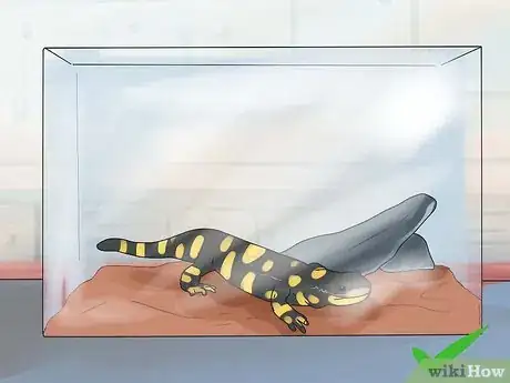 Image titled Take Care of Tiger Salamanders Step 4
