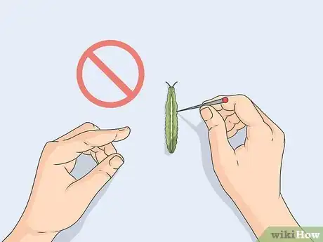 Image titled Prepare Insects for Pinning Step 9