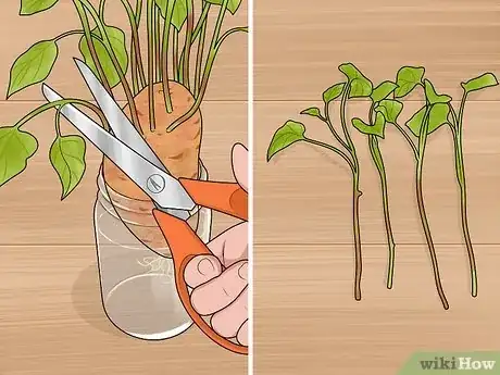 Image titled Grow Sweet Potatoes in Containers Step 5