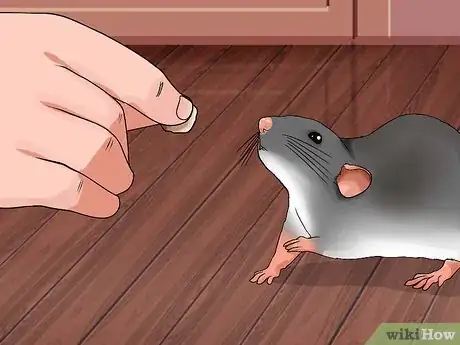 Image titled Shoulder Train a Pet Rat Step 3