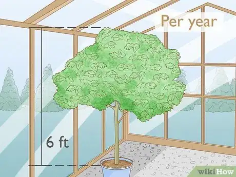 Image titled Grow a Moringa Tree Step 10