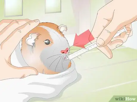 Image titled Treat Respiratory Problems in Guinea Pigs Step 5