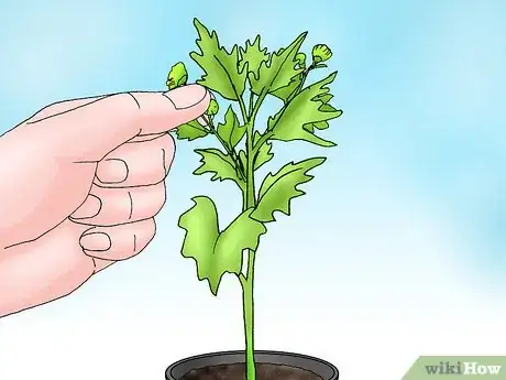 Image titled Root Chrysanthemum Cuttings Step 13