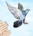 Take Care of a Lost Pigeon
