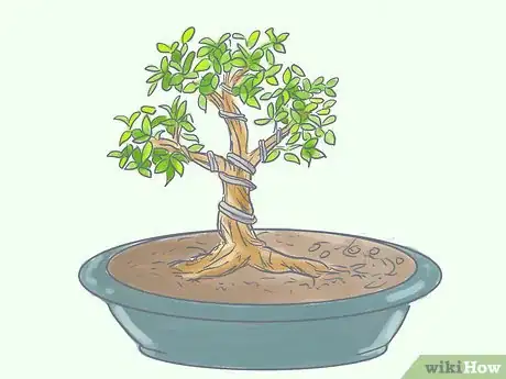 Image titled Care for Tiger Bark Ficus Bonsai Tree Step 11