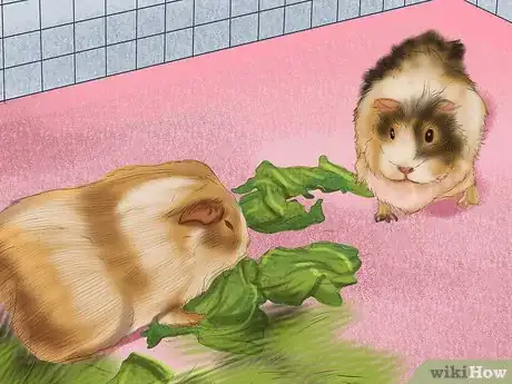 Image titled Help a Guinea Pig Feel Less Anxious Step 4