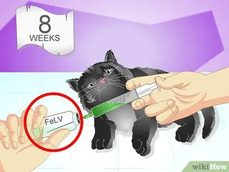 Image titled Vaccinate a Kitten Step 4