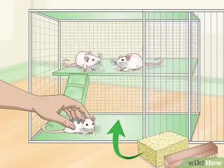 Image titled Stop Pet Mice from Fighting Step 4