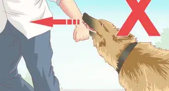 Stop a Dog Chase from Becoming an Attack
