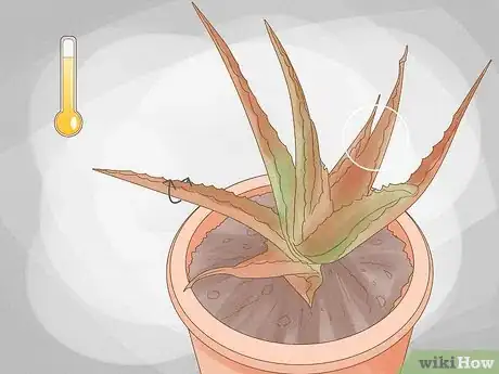 Image titled Why Does Your Aloe Plant Not Stand Up Step 4