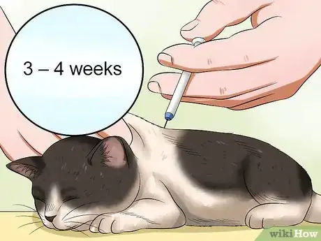 Image titled Prevent Feline Panleukopenia (Distemper) Step 1