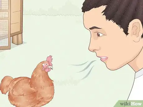 Image titled Earn Your Chicken's Trust Step 10