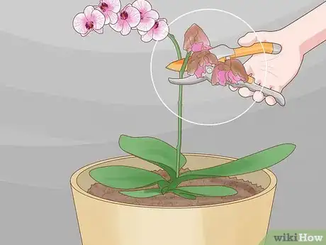 Image titled Care for Phalenopsis Orchids (Moth Orchids) Step 6