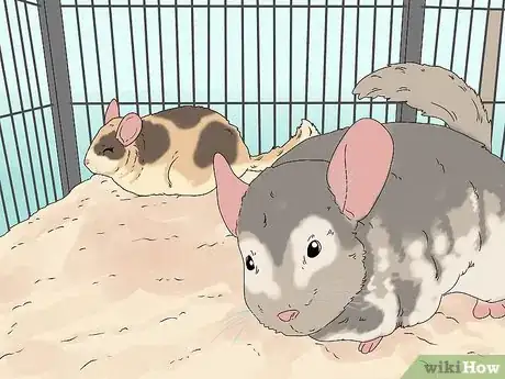 Image titled Break Up Fights Between Chinchillas Step 9