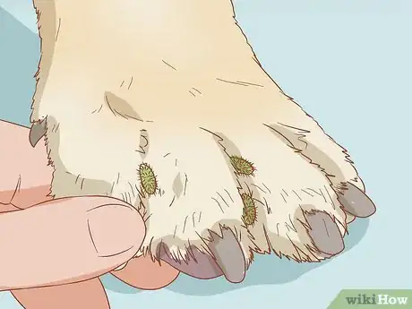 Image titled Remove Sticky Barbed Seeds from Your Dog's Fur Coat Step 8