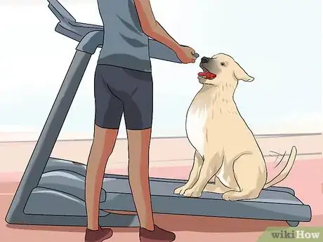 Image titled Get a Dog to Use a Treadmill Step 6