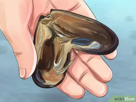 Image titled Farm Freshwater Mussels Step 13