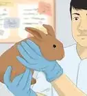 Determine the Sex of a Rabbit