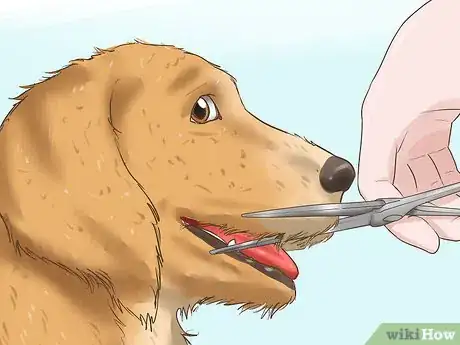 Image titled Trim the Coat of a Long Hair Dog Step 10