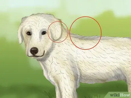 Image titled Identify a Maremma Sheepdog Step 8