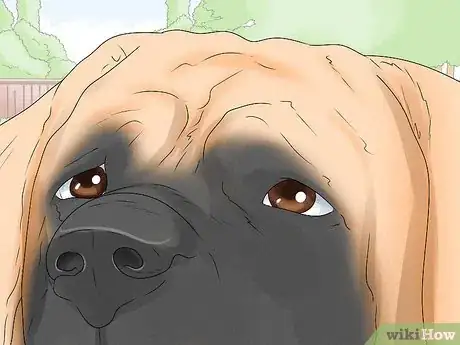 Image titled Identify a Mastiff Step 4