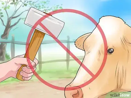 Image titled Humanely Euthanize a Cow Step 8