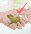 Raise Frogs