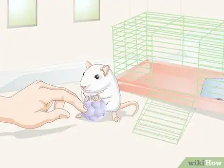 Image titled Socialize Pet Rats Step 8
