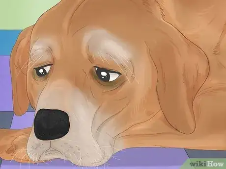 Image titled Know when to Stop Breeding a Male Dog Step 1