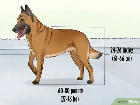 Image titled Identify a Belgian Malinois Step 1