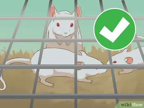 Image titled Breed Mice Step 11