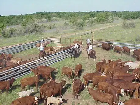 Image titled Working Cattle sorting