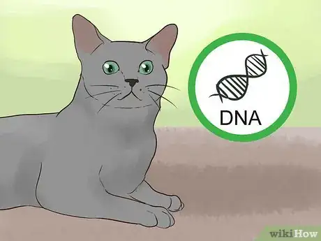 Image titled Identify a Korat Cat Step 14