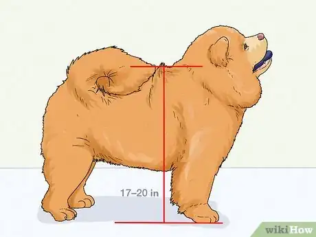 Image titled Identify a Chow Chow Step 1
