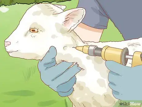 Image titled Raise an Orphaned Lamb Step 10