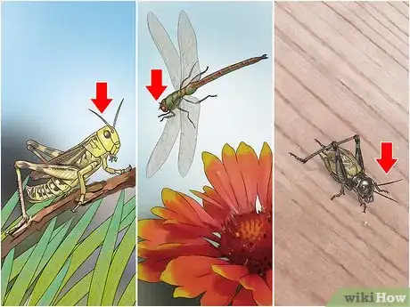 Image titled Identify an Insect Step 5
