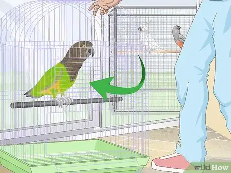 Image titled Spot Beak Problems in a Senegal Parrot Step 12
