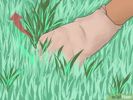 Image titled Sow Grass Seed Step 14
