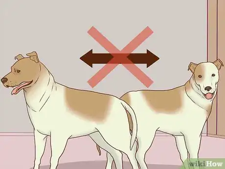 Image titled Keep Both Dogs Safe While Mating Them Step 11