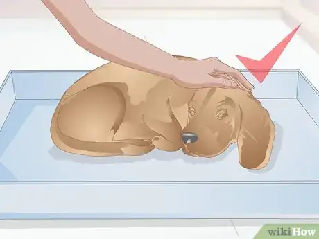 Image titled Accustom Your Pregnant Dog to the Whelping Box Step 6