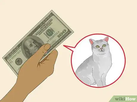 Image titled Identify a Burmilla Cat Step 14